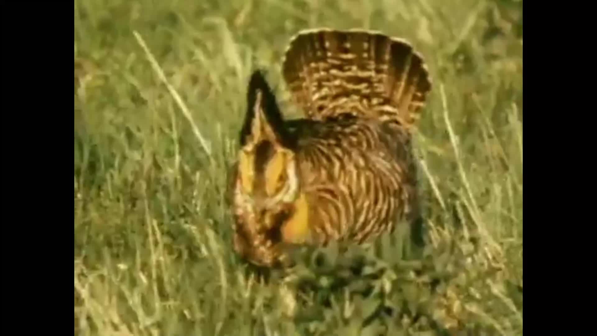 Thumbnail image for MDCArcOurWildInheritance