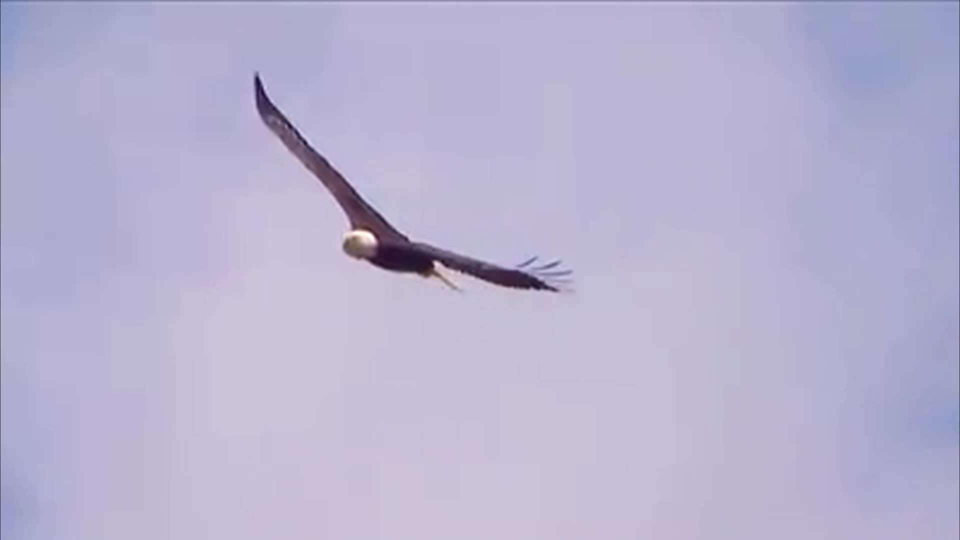 Thumbnail image for MDC Archive Eagles in Missouri