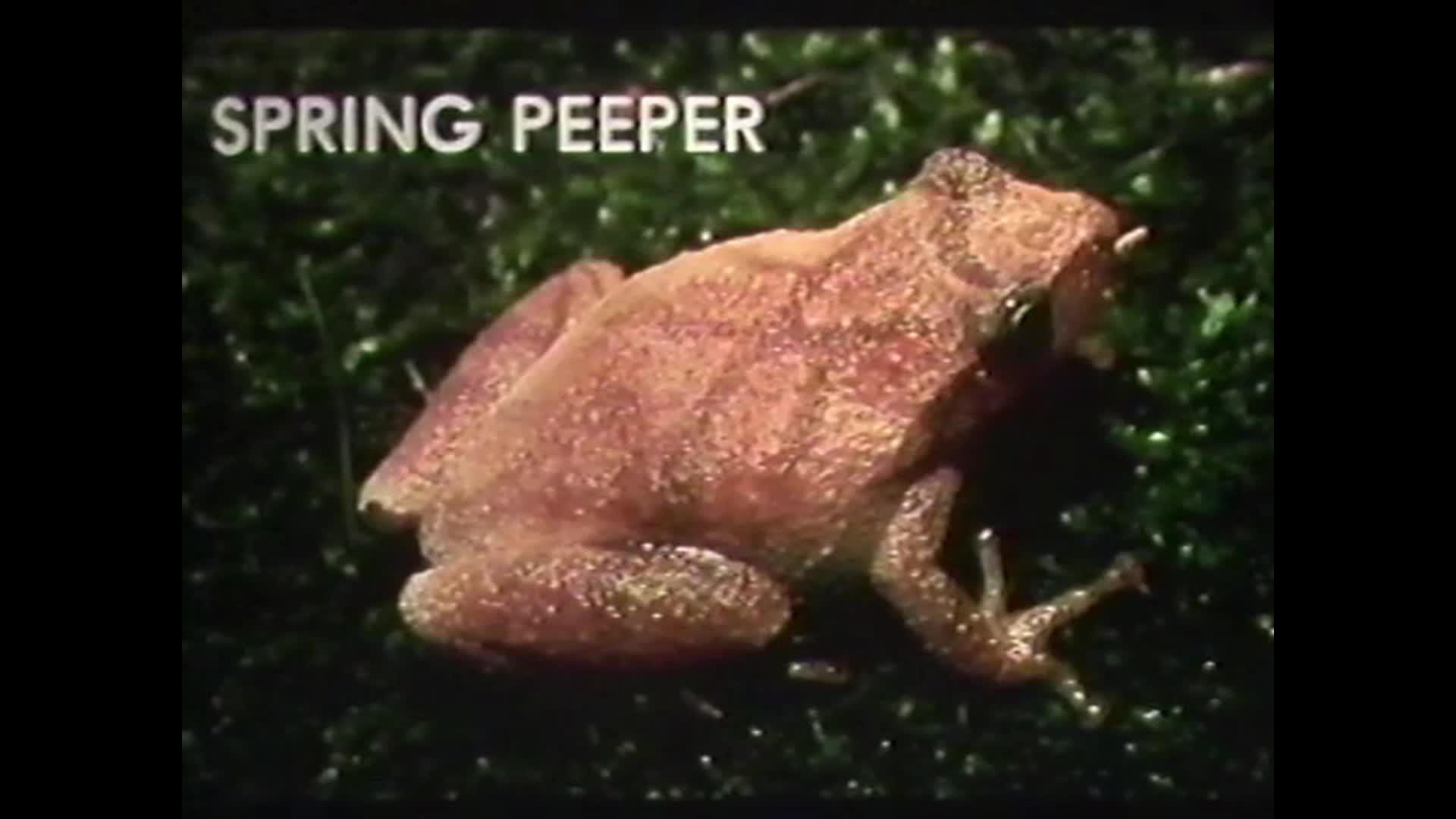 MDArchivevoicesofmissouristoadsandfrogs1985.movie