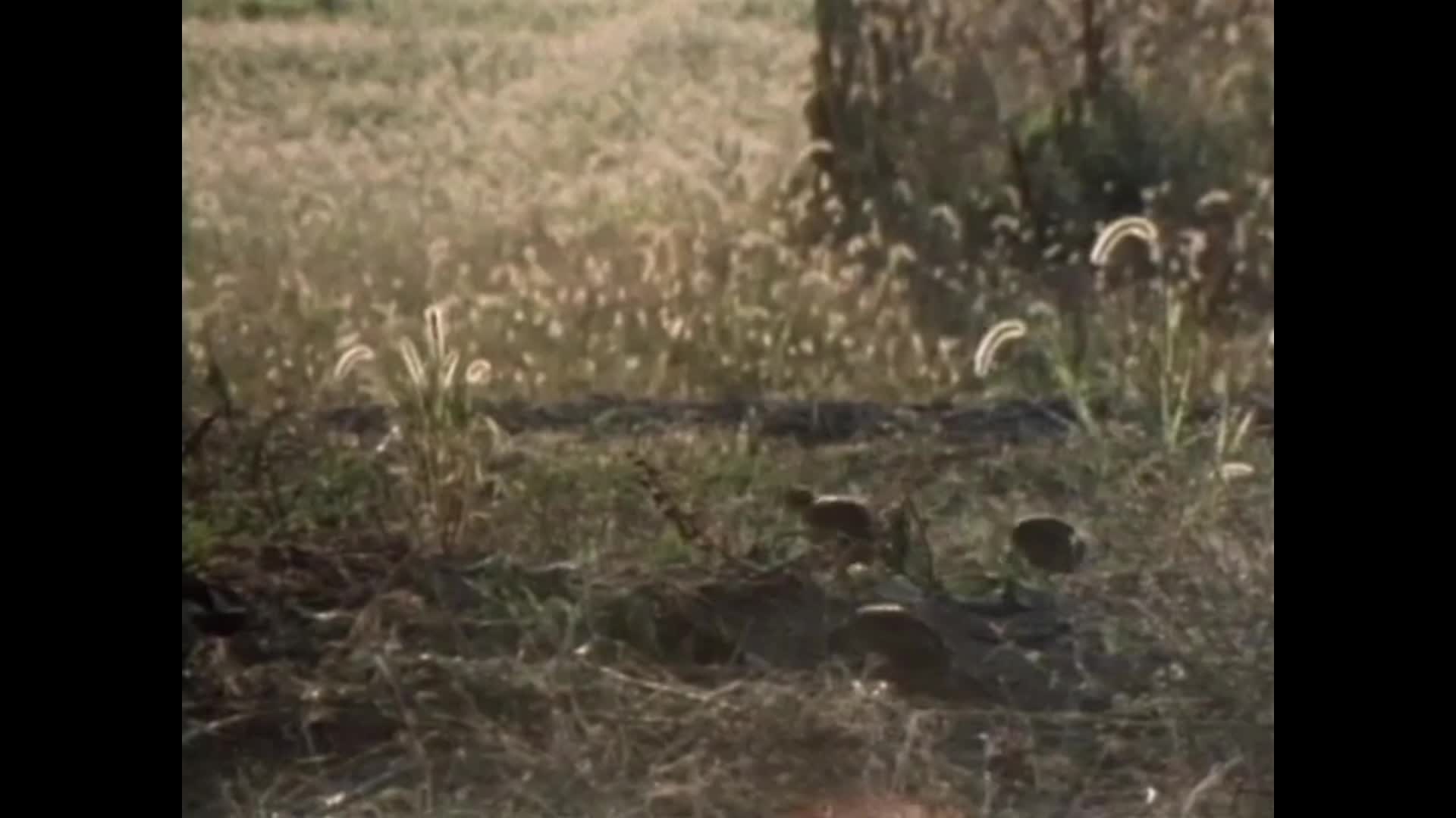 MDCArchiveQuailCountry1989