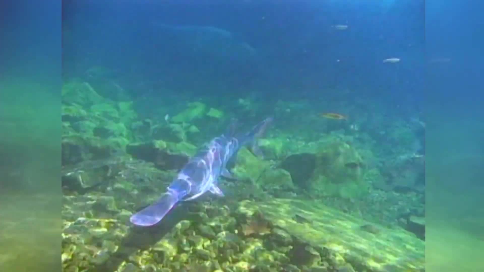 MDCArchivePaddlefish1997