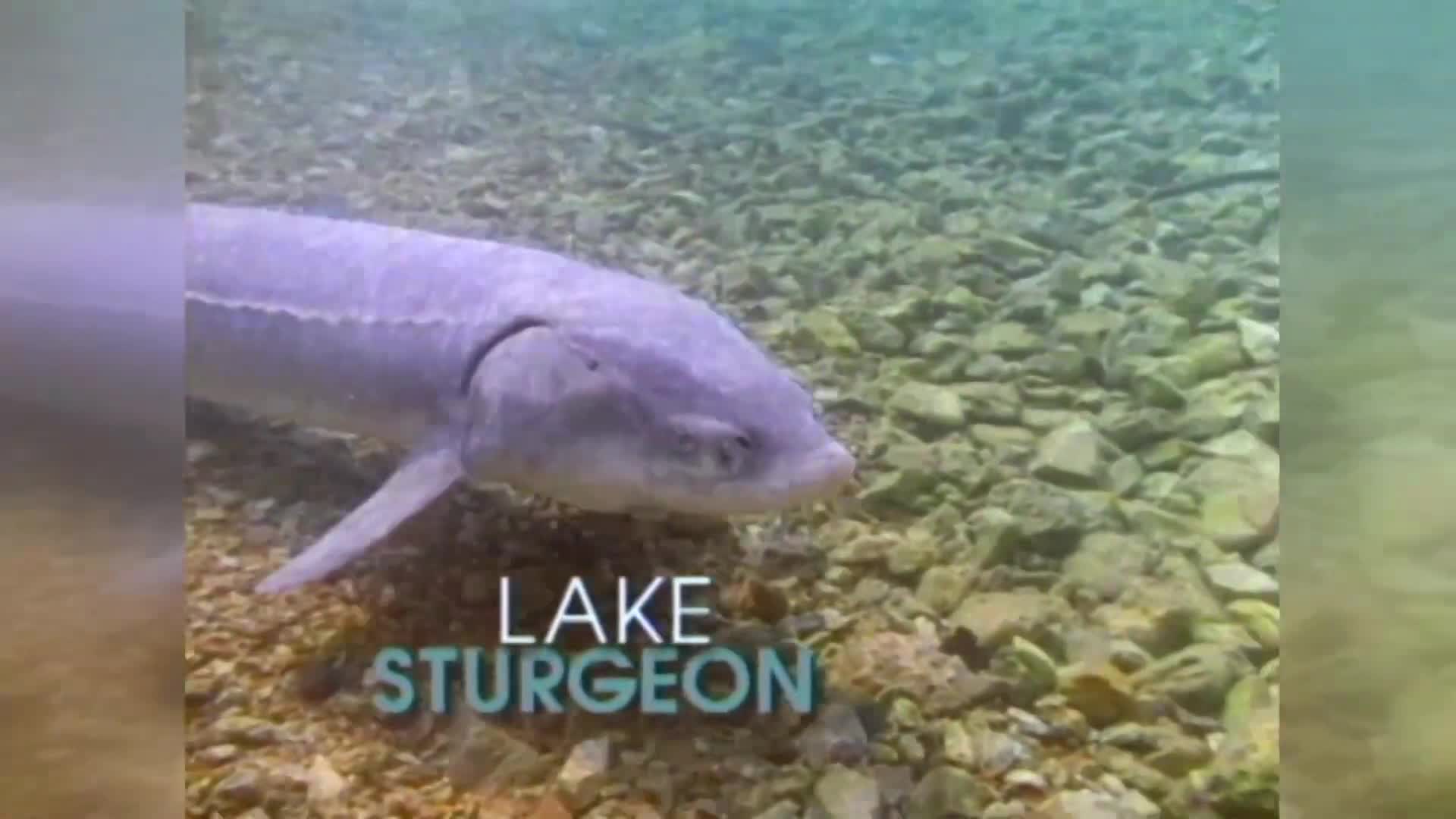 MDCArchiveLakeSturgeon1997