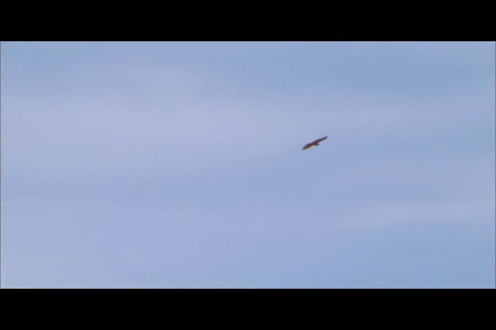 PEARL (2010) Rated All Ages (Dove approved)